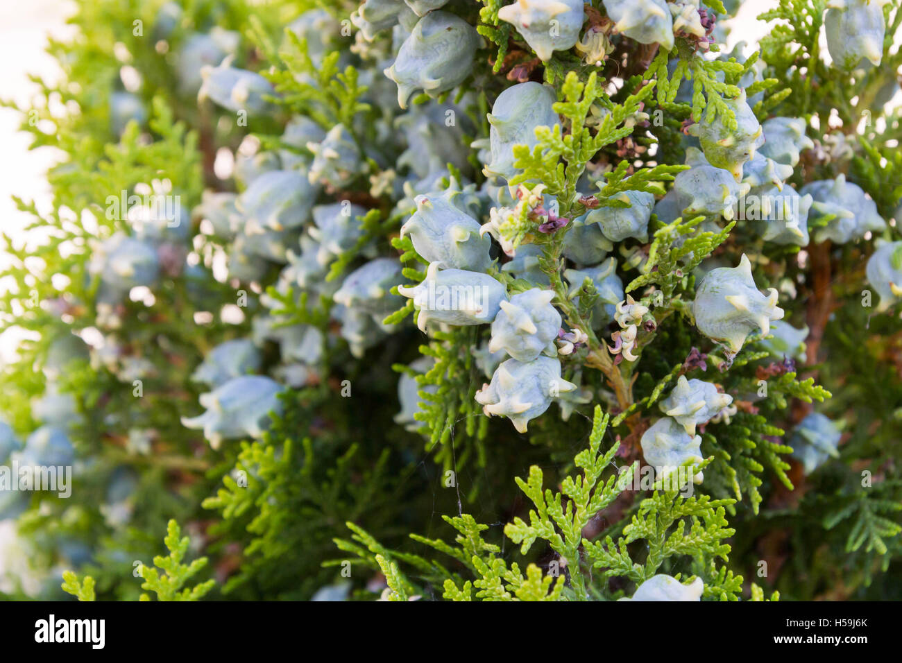 Green arborvitae tree shrub with cones Stock Photo