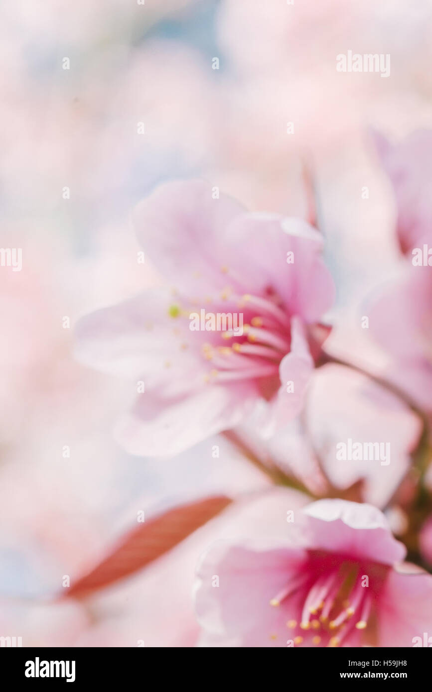 Blurred image of Pink cherry blossom flower Stock Photo - Alamy