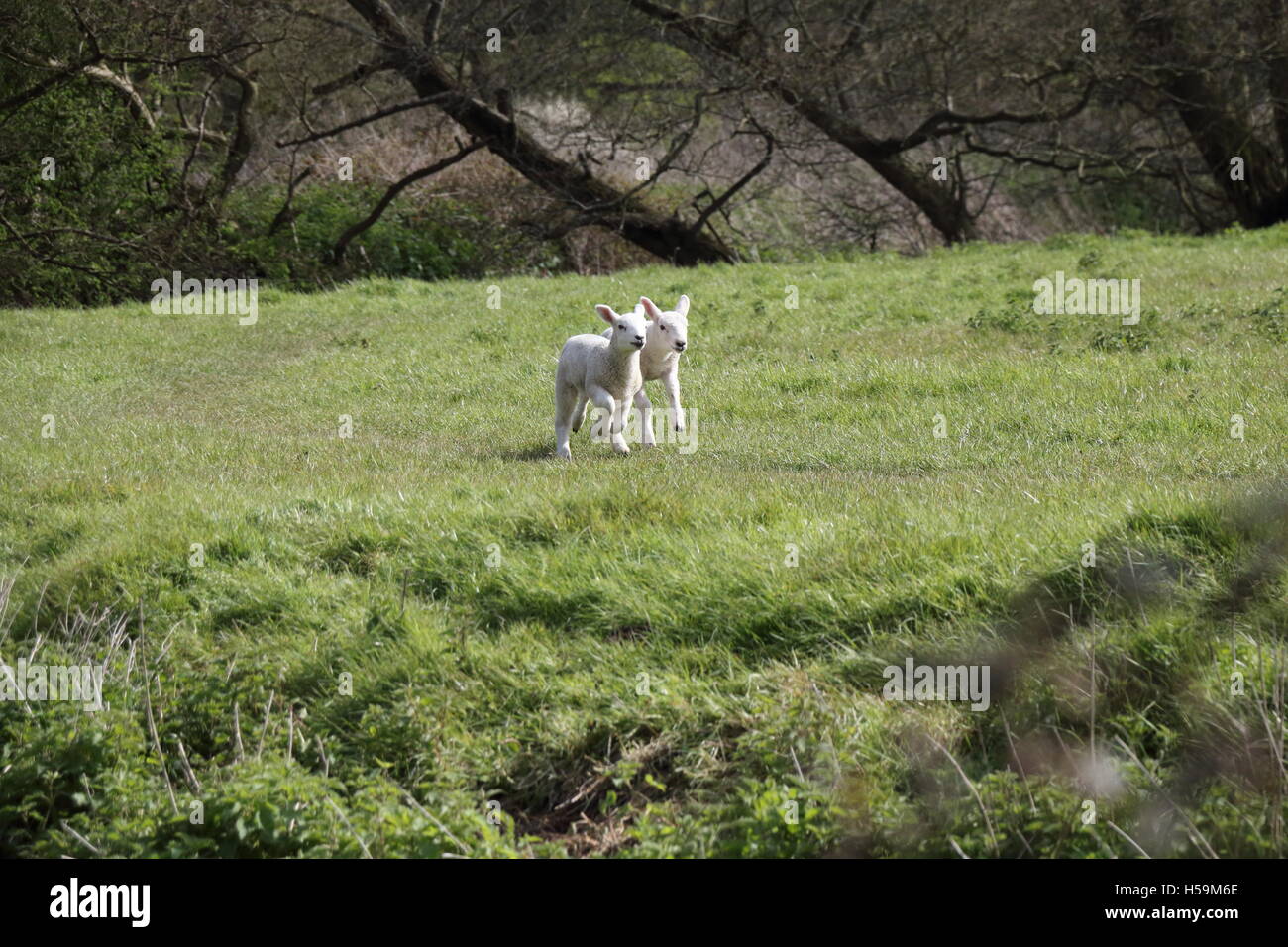 Two lambs running in field Stock Photo