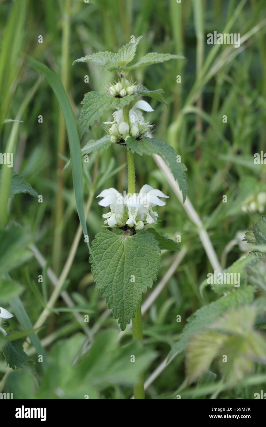 Nettle rash hi-res stock photography and images - Alamy