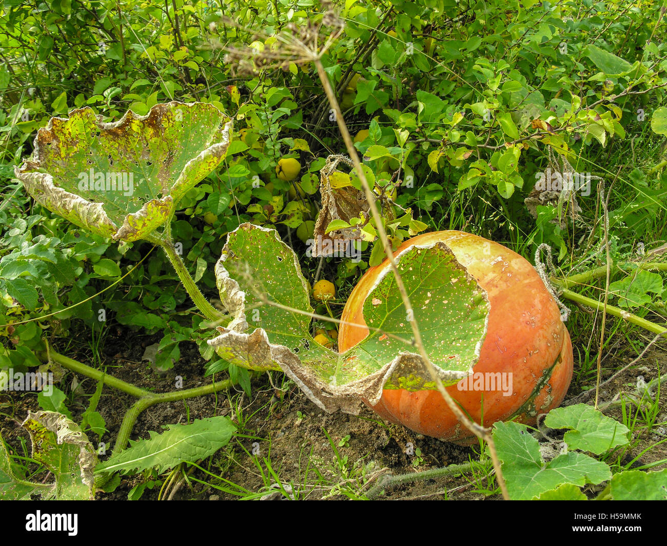Pumpkin on a bed in the garden Stock Photo Alamy