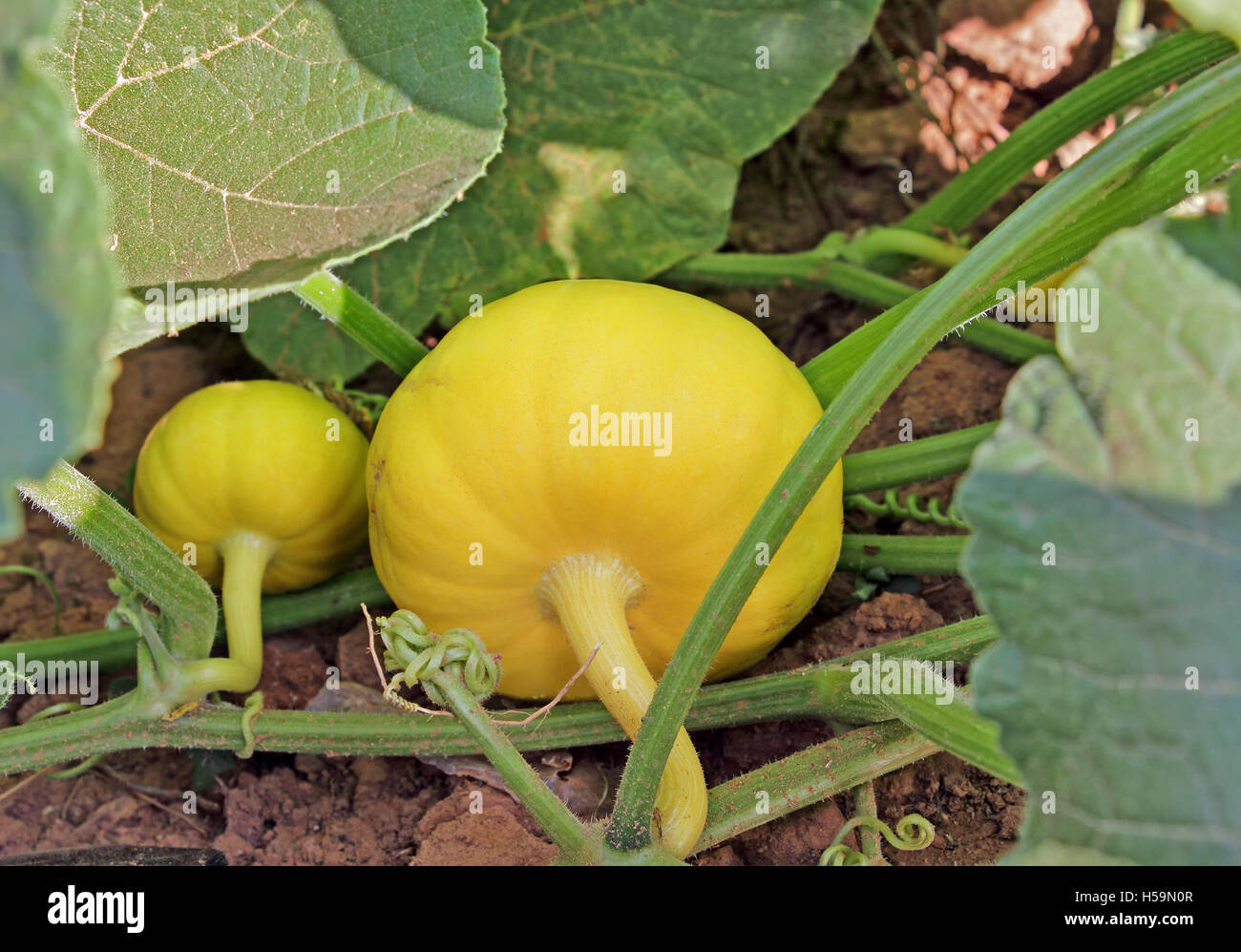 Unripe and ripening pumpkins on the vine in agriculture farm Stock