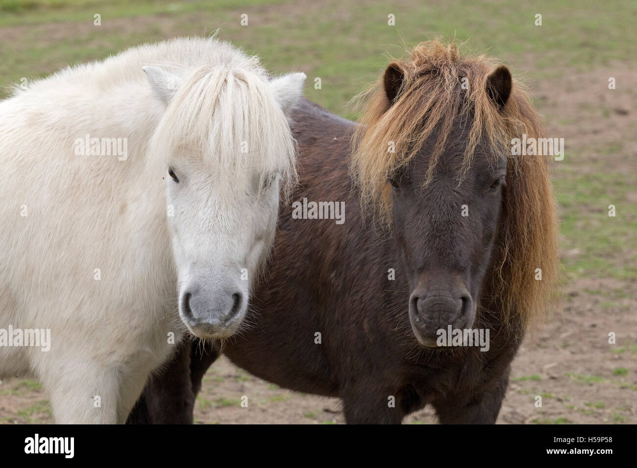 Black and white ponies hires stock photography and images Alamy