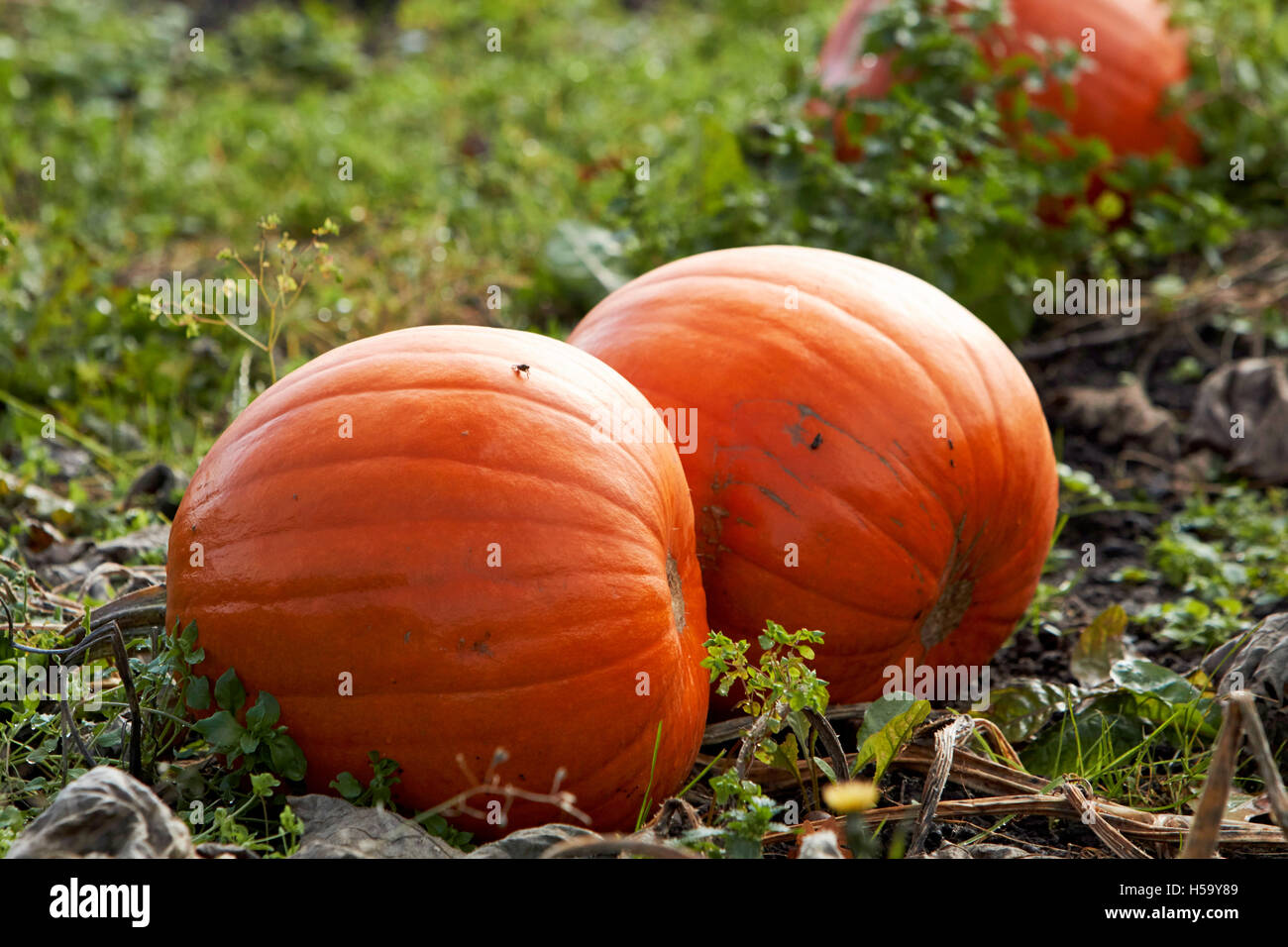 pumpkins growing in a pumpkin patch field in shropshire england ready for halloween Stock Photo