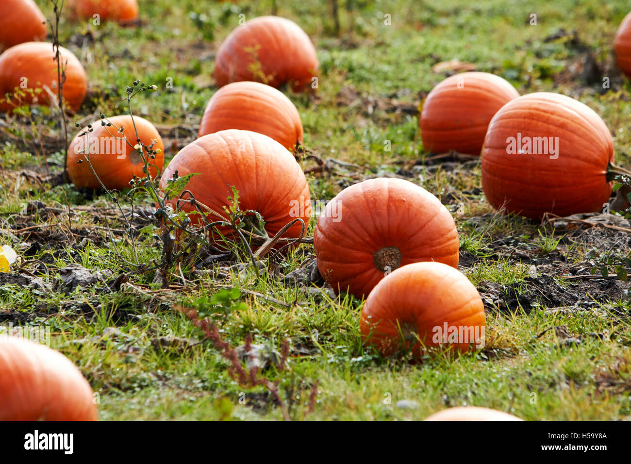 pumpkins growing in a pumpkin patch field in shropshire england ready for halloween Stock Photo