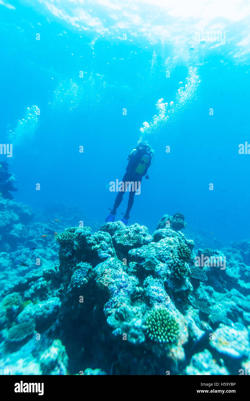 A Diver Swims Above The Ocean Floor With A Coral Reef