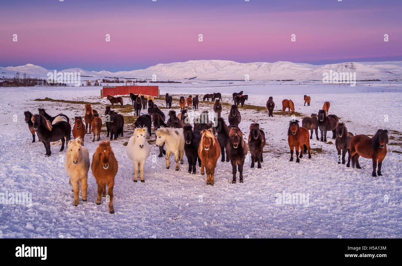 Group of Icelandic Horses, farm in the Horgardalur valley in Northern Iceland. This image is shot with a drone. Stock Photo