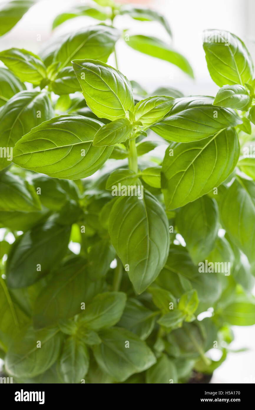 fresh basil leaves herb background Stock Photo Alamy