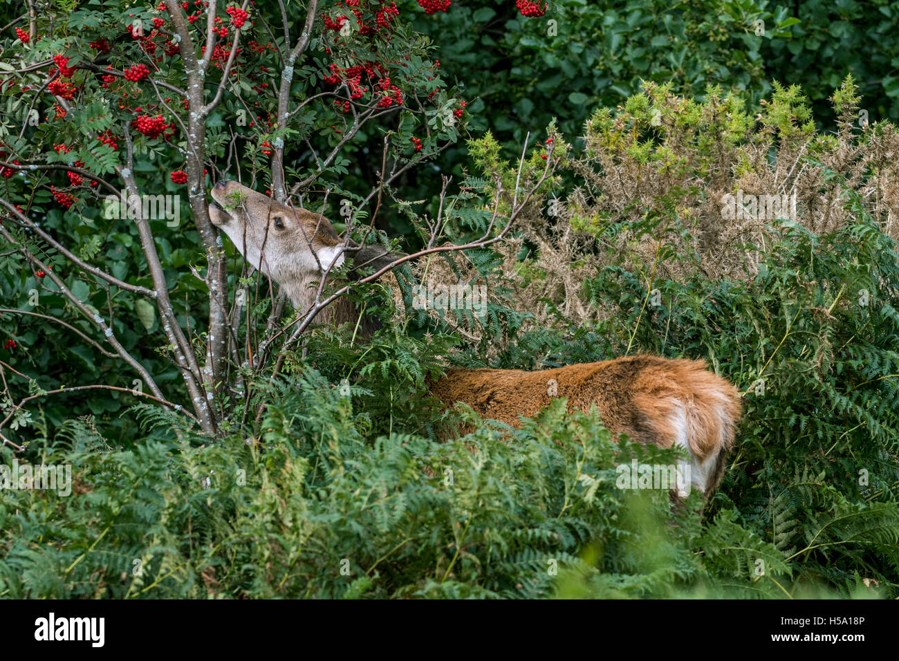Red deer hind (Cervus elaphus) feeding on rowan / mountain-ash (Sorbus aucuparia) in brushwood at forest's edge in autumn Stock Photo