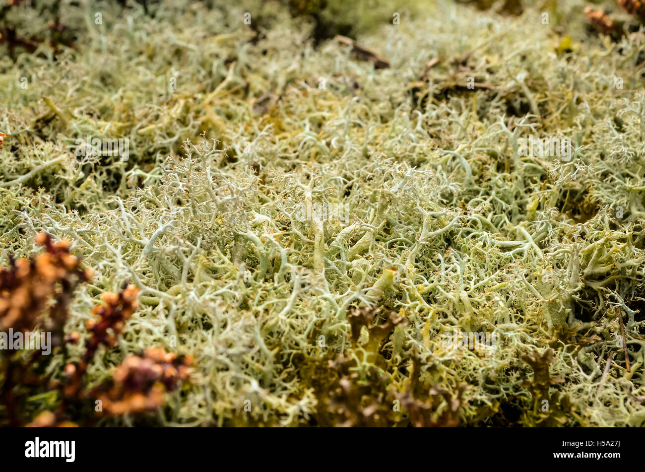 white lichen growing on the autumn floor Stock Photo