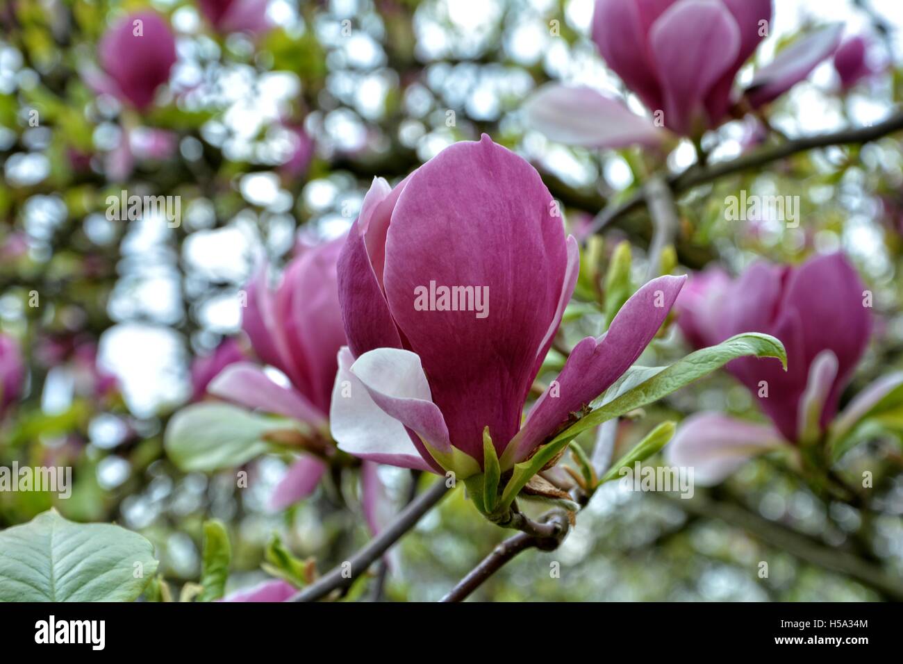 Pretty pink Magnolia blossoms on the tree Stock Photo - Alamy