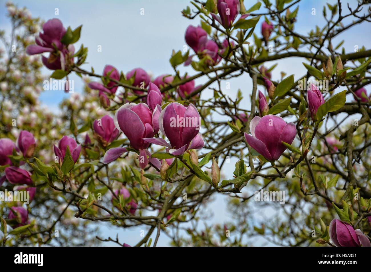 Pretty pink Magnolia blossoms on the tree Stock Photo - Alamy