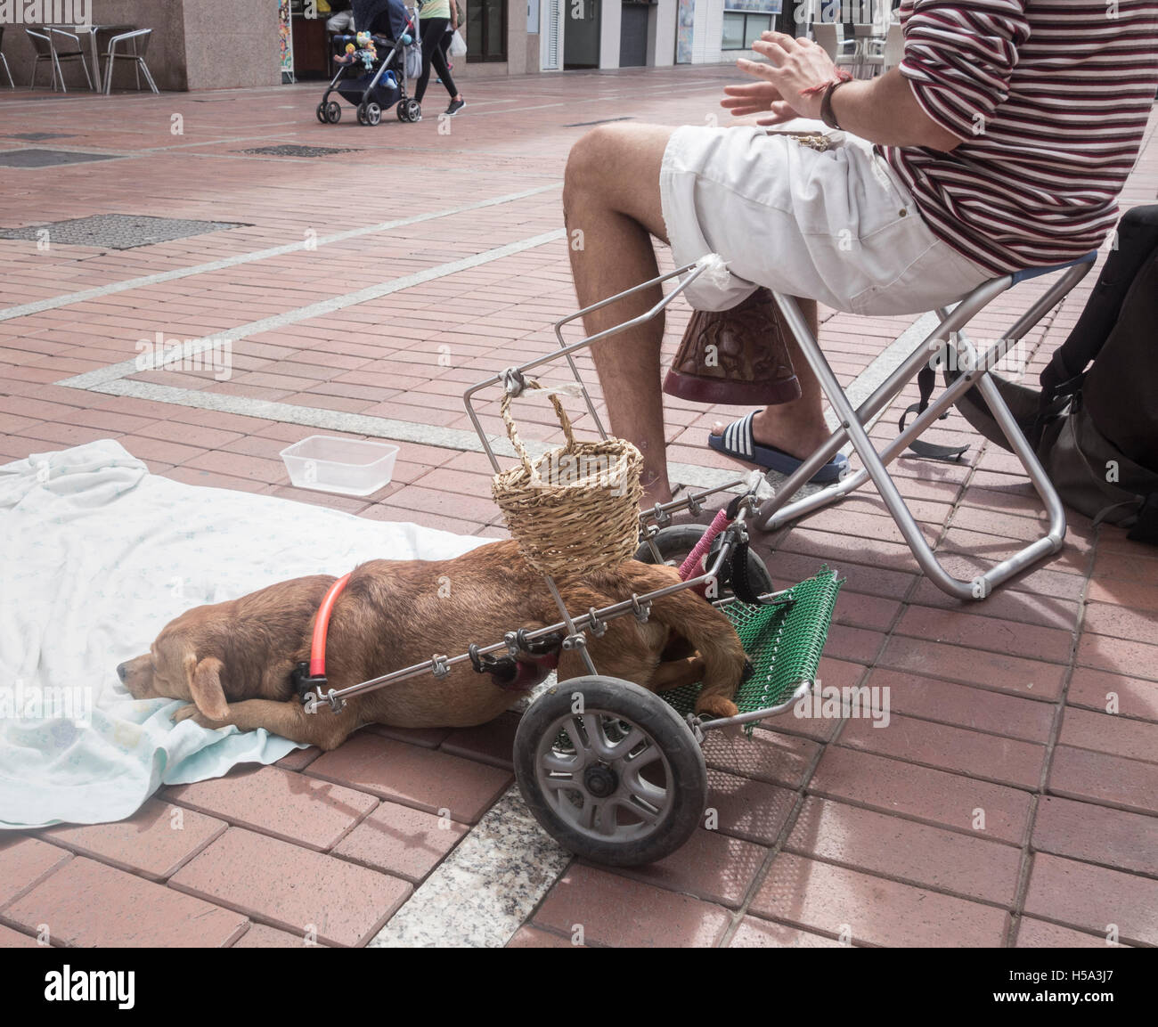 Busker in Spain with his disabled dog. Dog has basket to collect money hanging from frame supporting hind legs Stock Photo