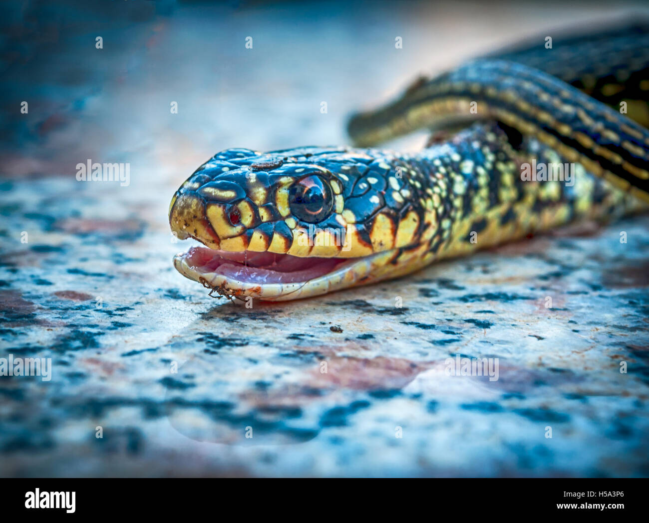 Closeup of little snake head Stock Photo