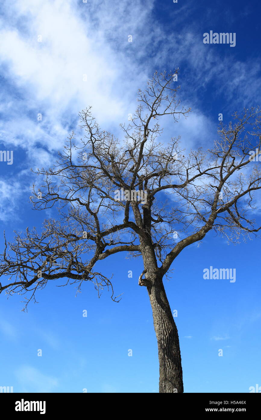 Dead tree and the blue sky Stock Photo - Alamy