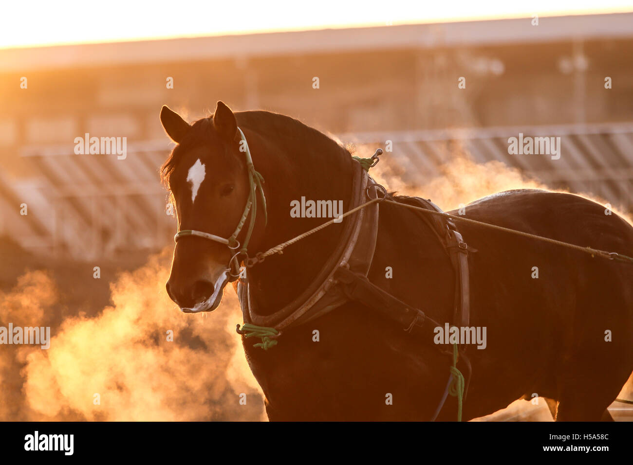 Breaking horse in the morning Stock Photo Alamy