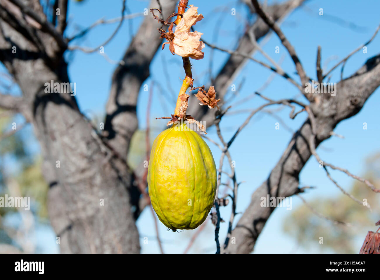 Yellow Kapok Fruit Kimberley Australia Stock Photo Alamy