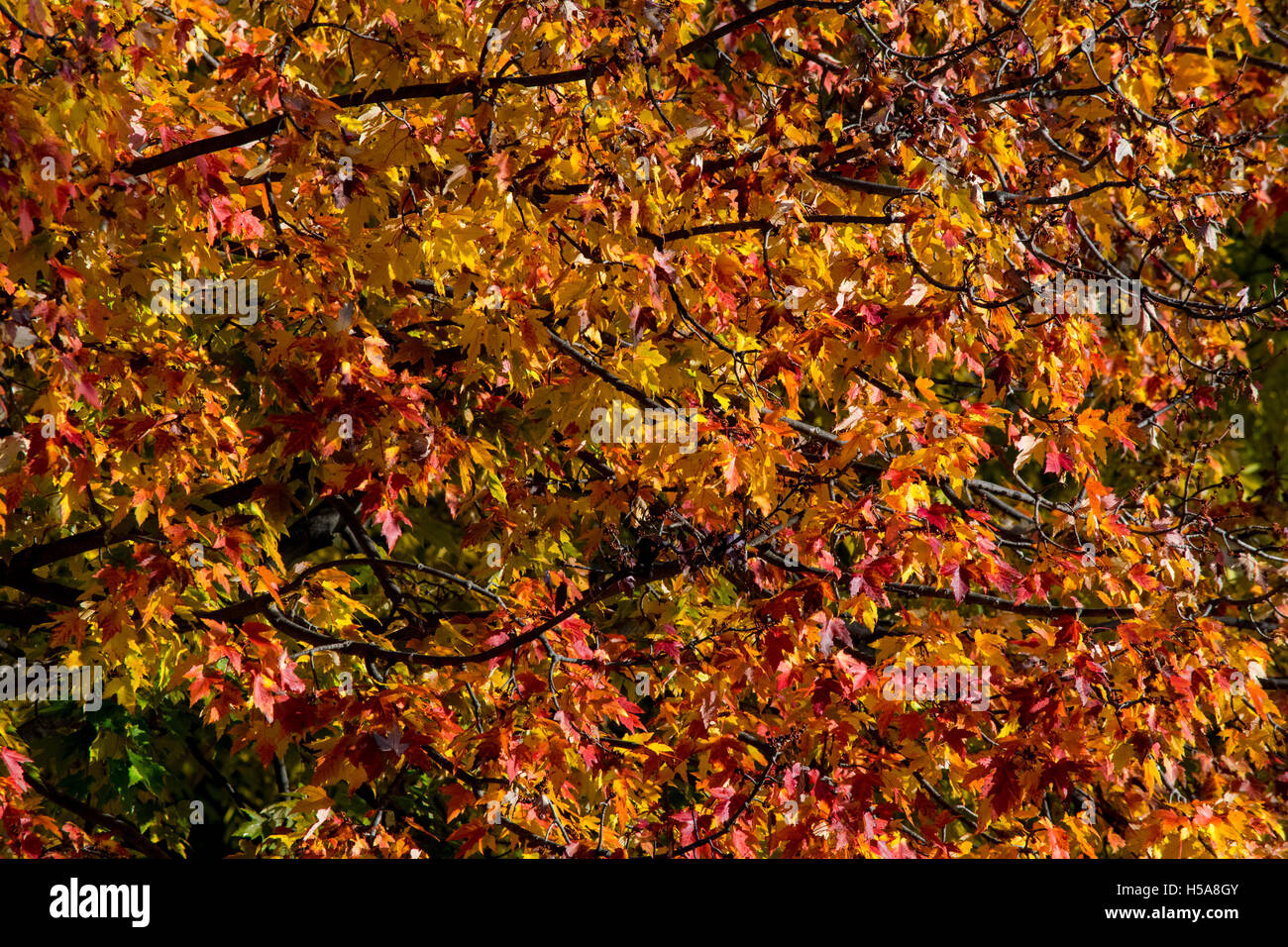 Maple leaves in fall. Stock Photo