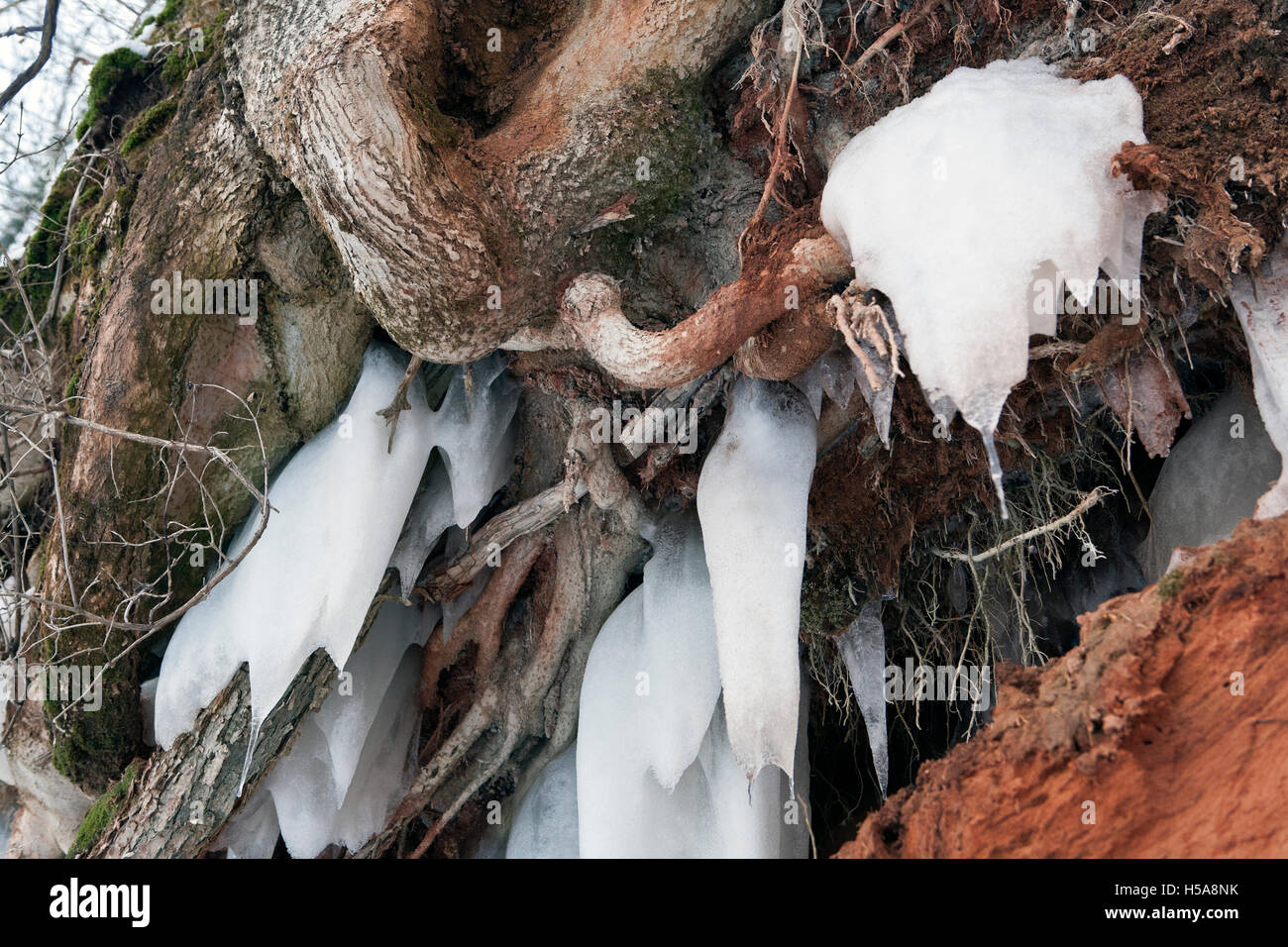 Open tree roots hi-res stock photography and images - Alamy