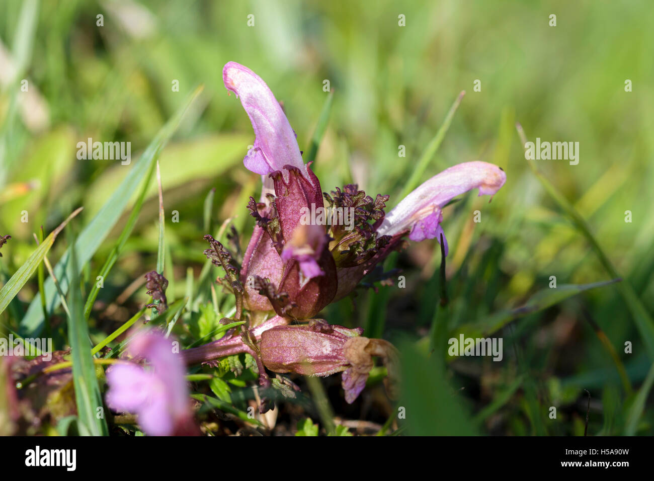 Lousewort Pedicularis sylvatica Stock Photo
