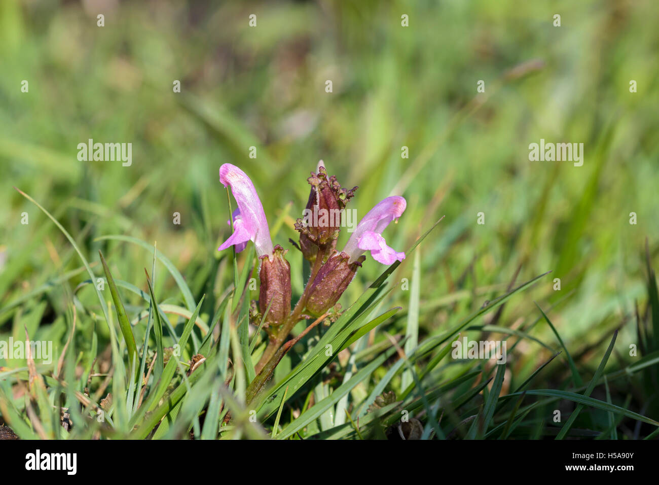 Lousewort Pedicularis sylvatica Stock Photo