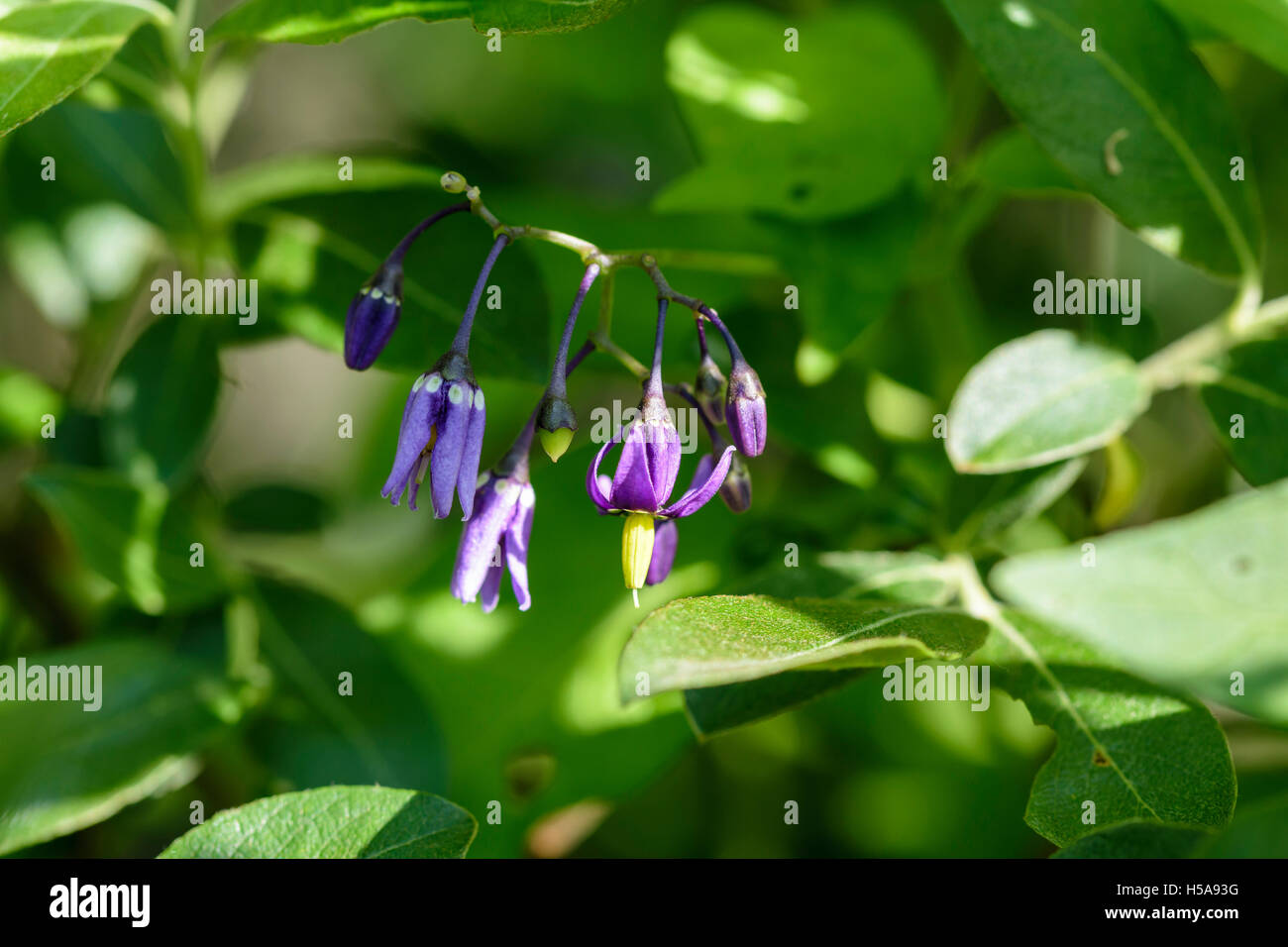 Woody nightshade hires stock photography and images Alamy