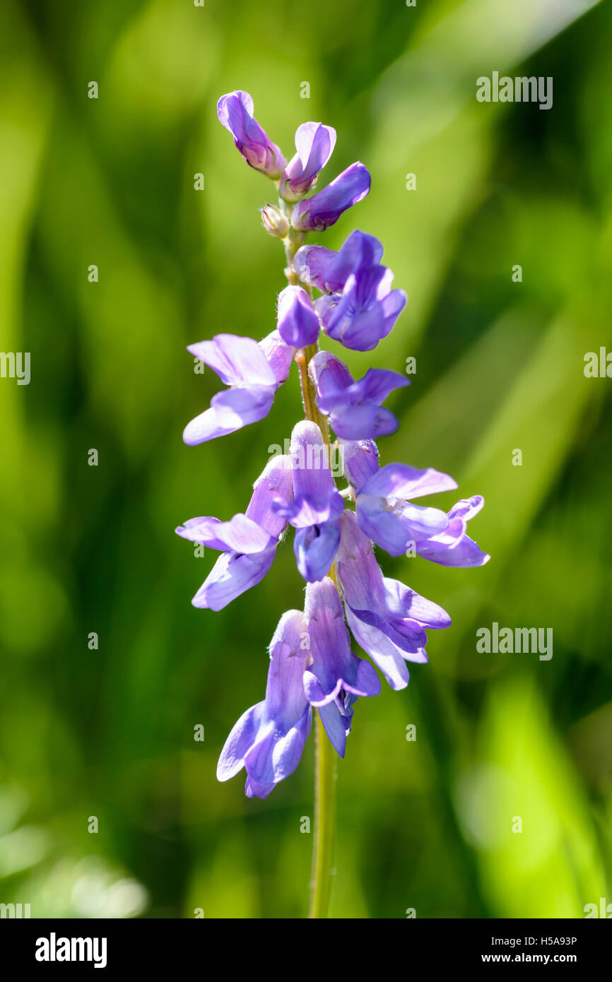 Tufted Vetch Vicia cracca from the vetchlings and pea family Stock Photo