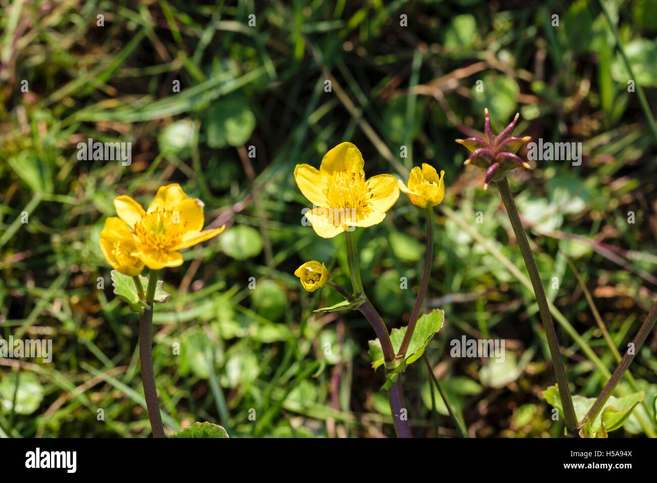 Lesser Spearwort Ranunculus flammula Stock Photo