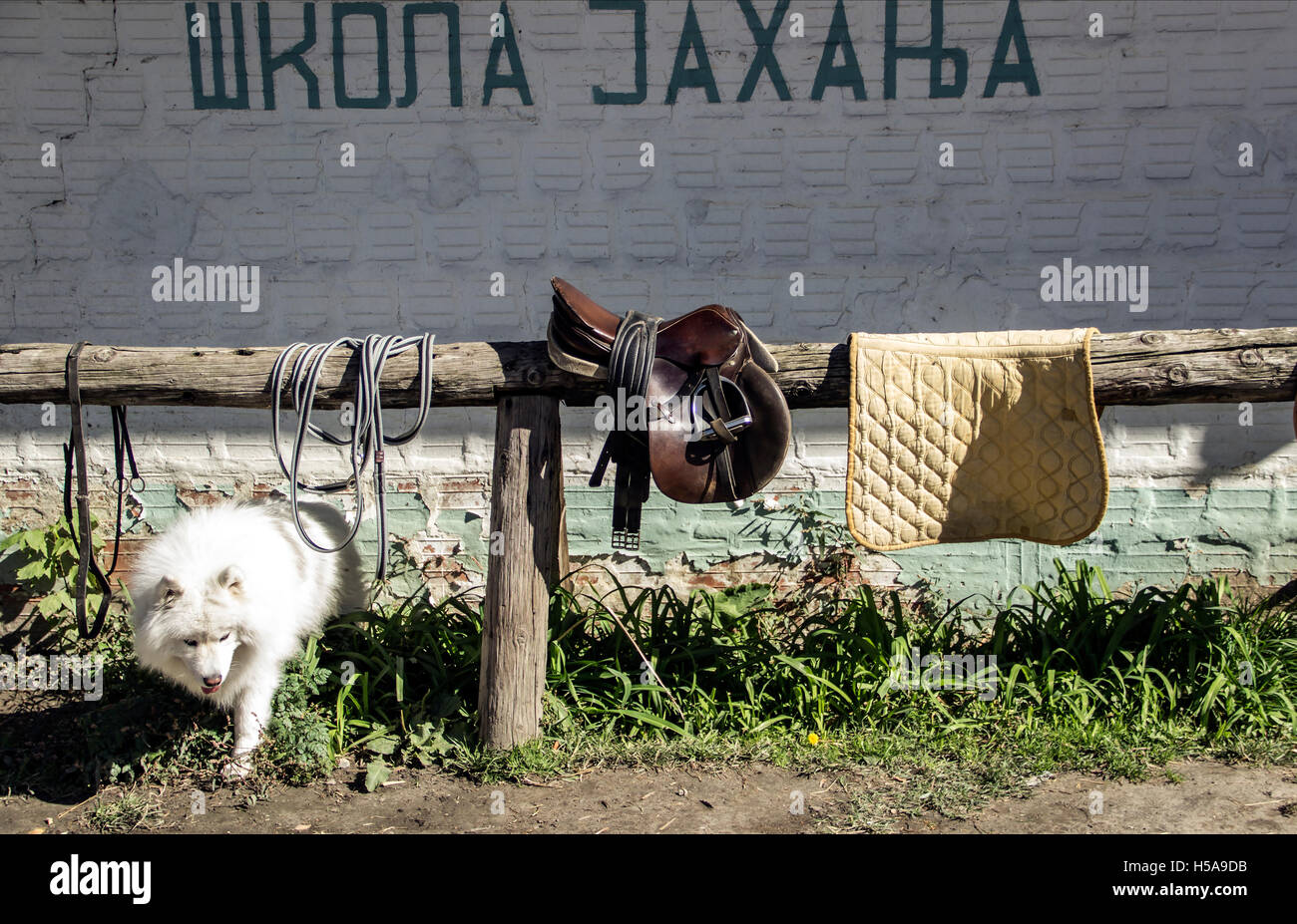 Belgrade, Serbia - A white dog snooping under a timber frame and saddle in front of the wall with sign: “Riding School” Stock Photo