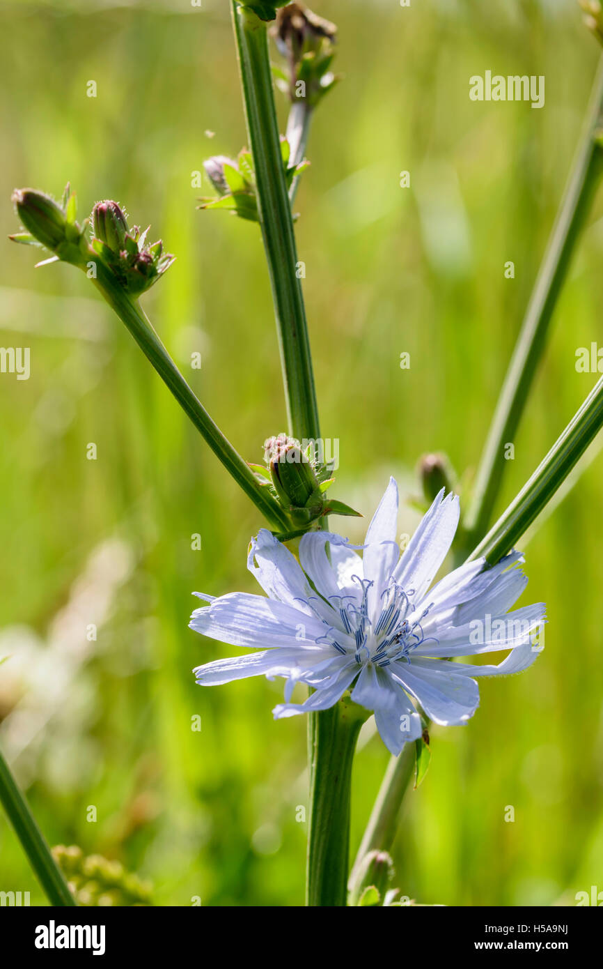 Succory Wild succory hi-res stock photography and images - Alamy