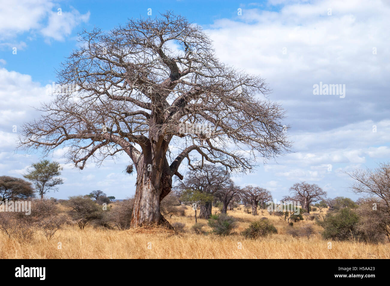 Baobab tree (Adansonia digitata) in Acacia-Commiphora bushland habitat, Tarangire National Park, Tanzania Stock Photo