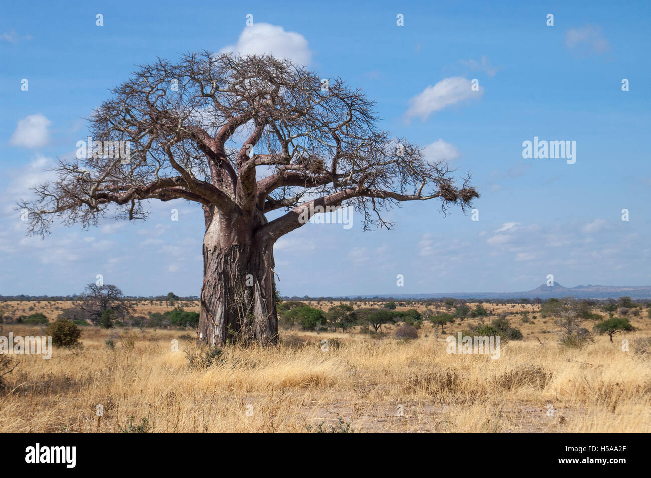 Baobab tree (Adansonia digitata) in Acacia-Commiphora bushland habitat, Tarangire National Park, Tanzania Stock Photo