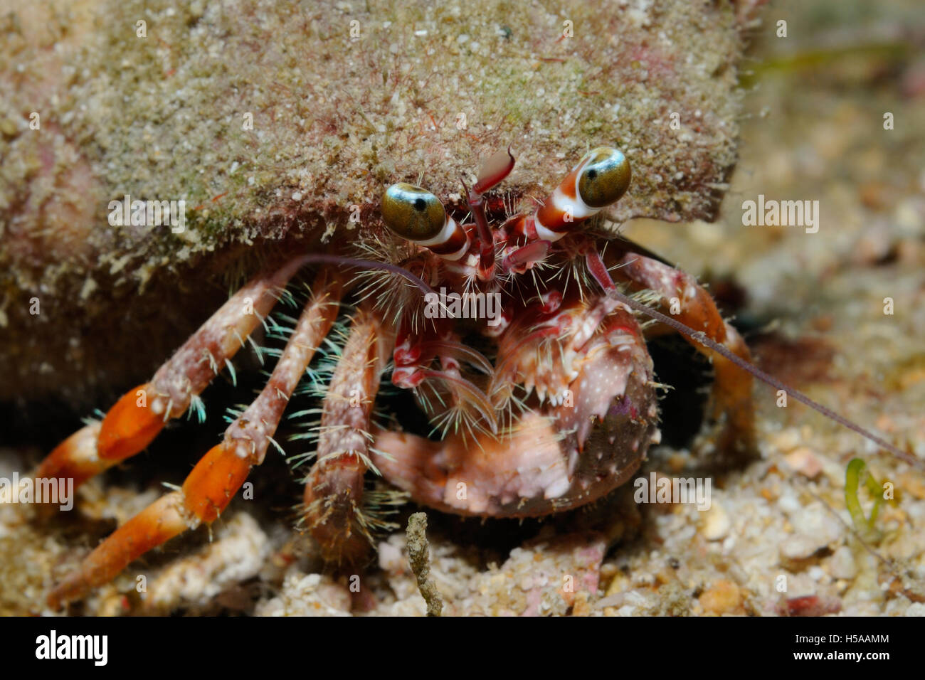 Anemone hermit crab laden with a big shell covered with small bits of debris for camouflage, Puerto Galera, Philippines Stock Photo