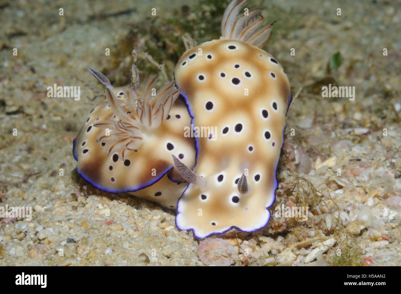 Two nudibranches (Risbecia tryoni) are crawling one over another forming a heart shape, Puerto Galera, Philippines Stock Photo