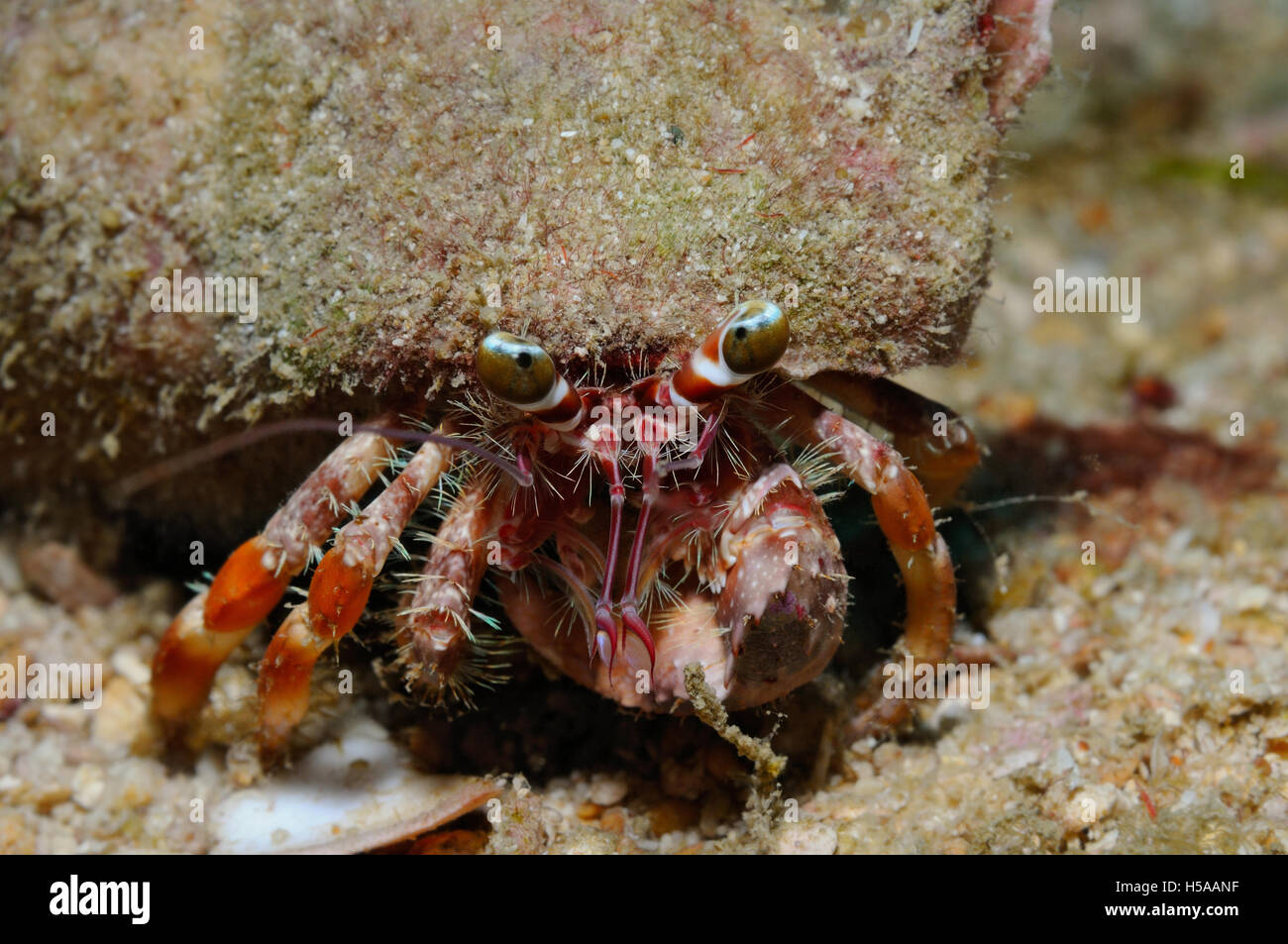 Anemone hermit crab laden with a big shell covered with small bits of debris for camouflage, Puerto Galera, Philippines Stock Photo