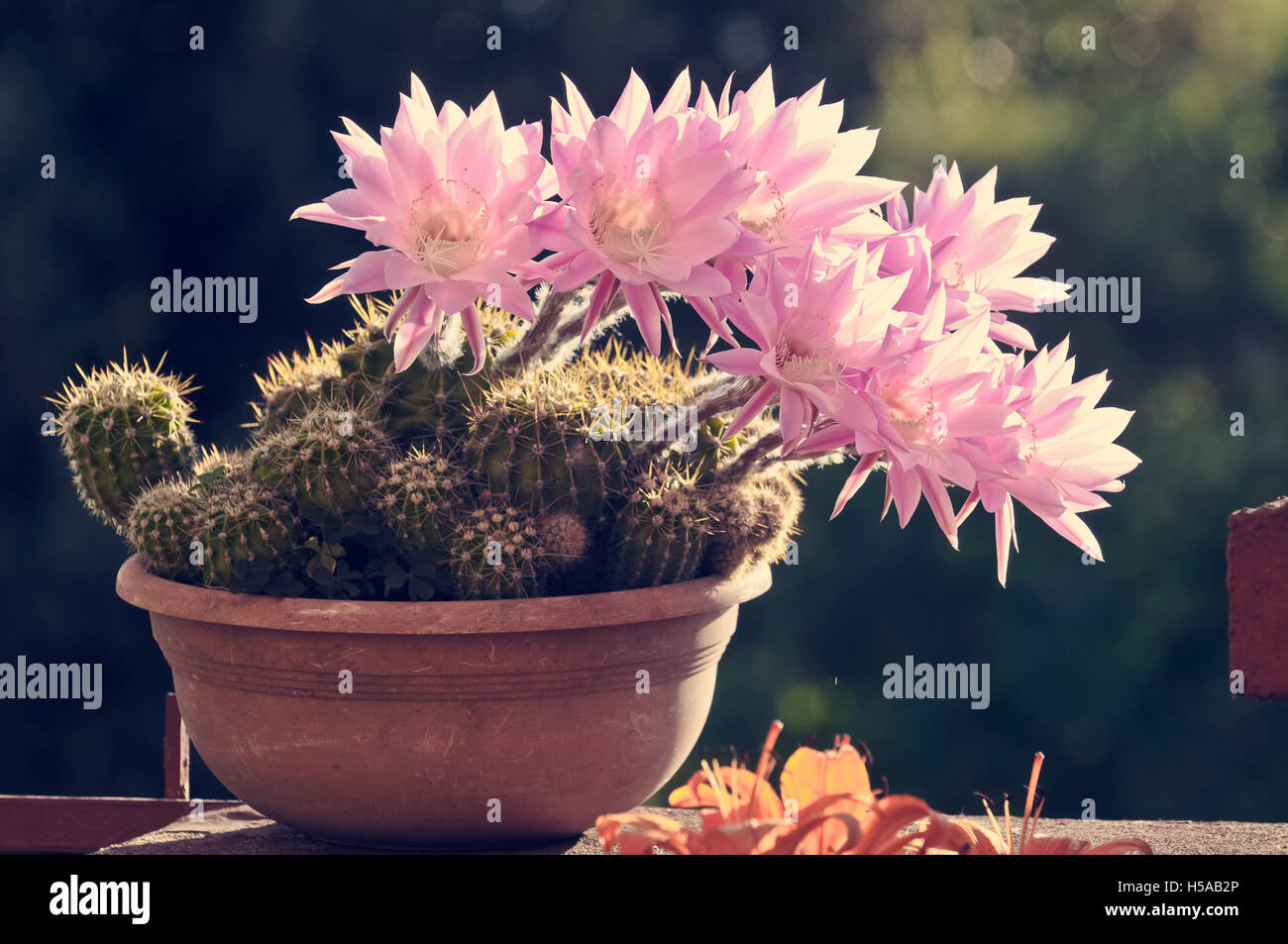 Close-Up Of Pink Cactus Flowers Stock Photo