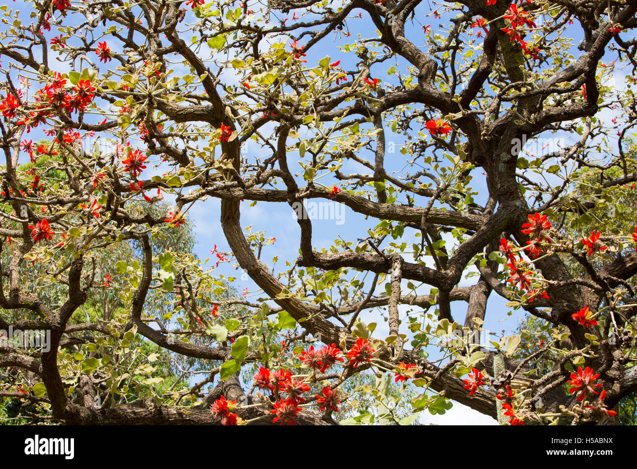 Cork tree flower hires stock photography and images Alamy