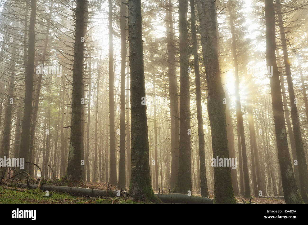amazing colors of the forest in autumn Stock Photo - Alamy