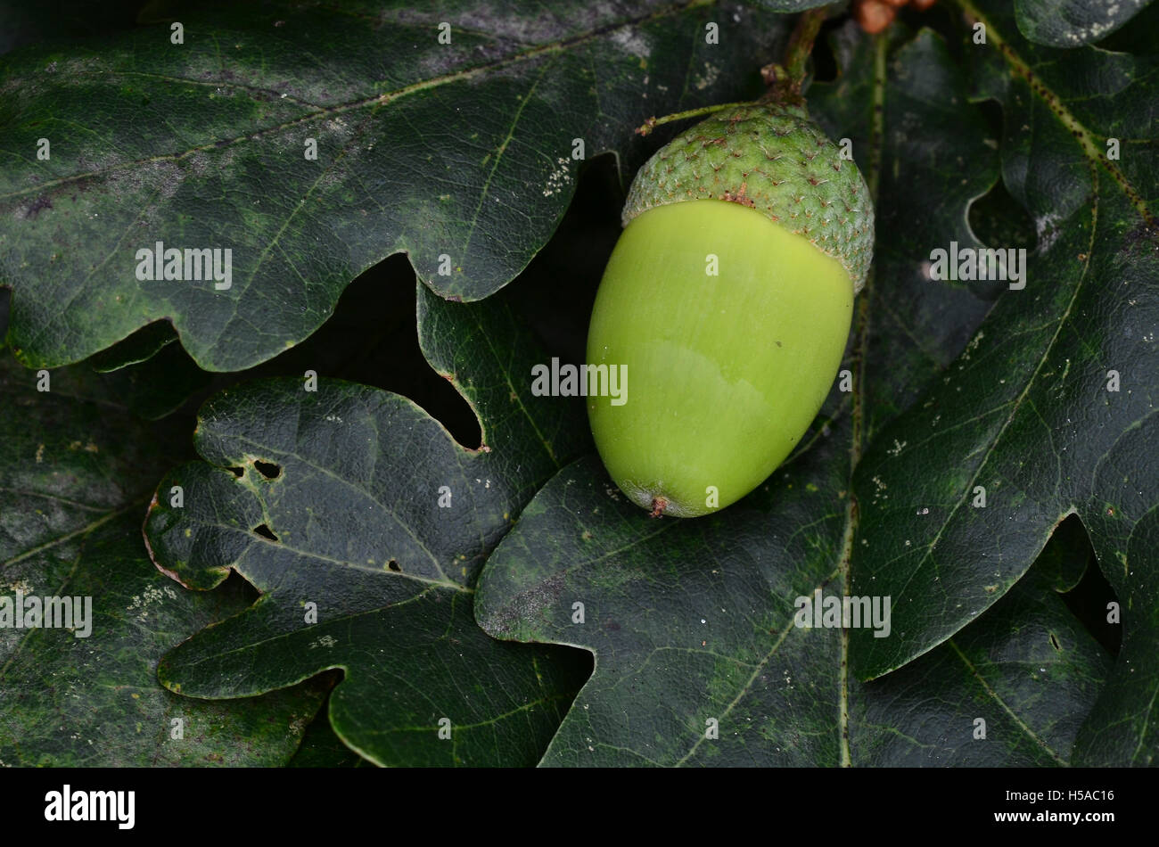 An oak acorn on oak leaves UK Stock Photo