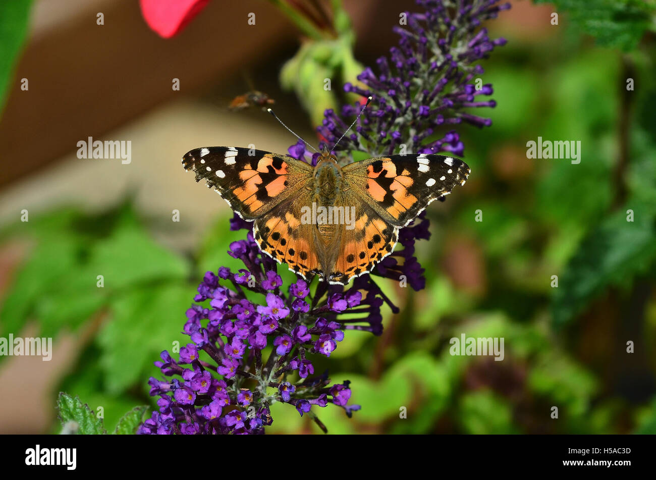 Painted lady butterfly at rest on buddleia UK Stock Photo