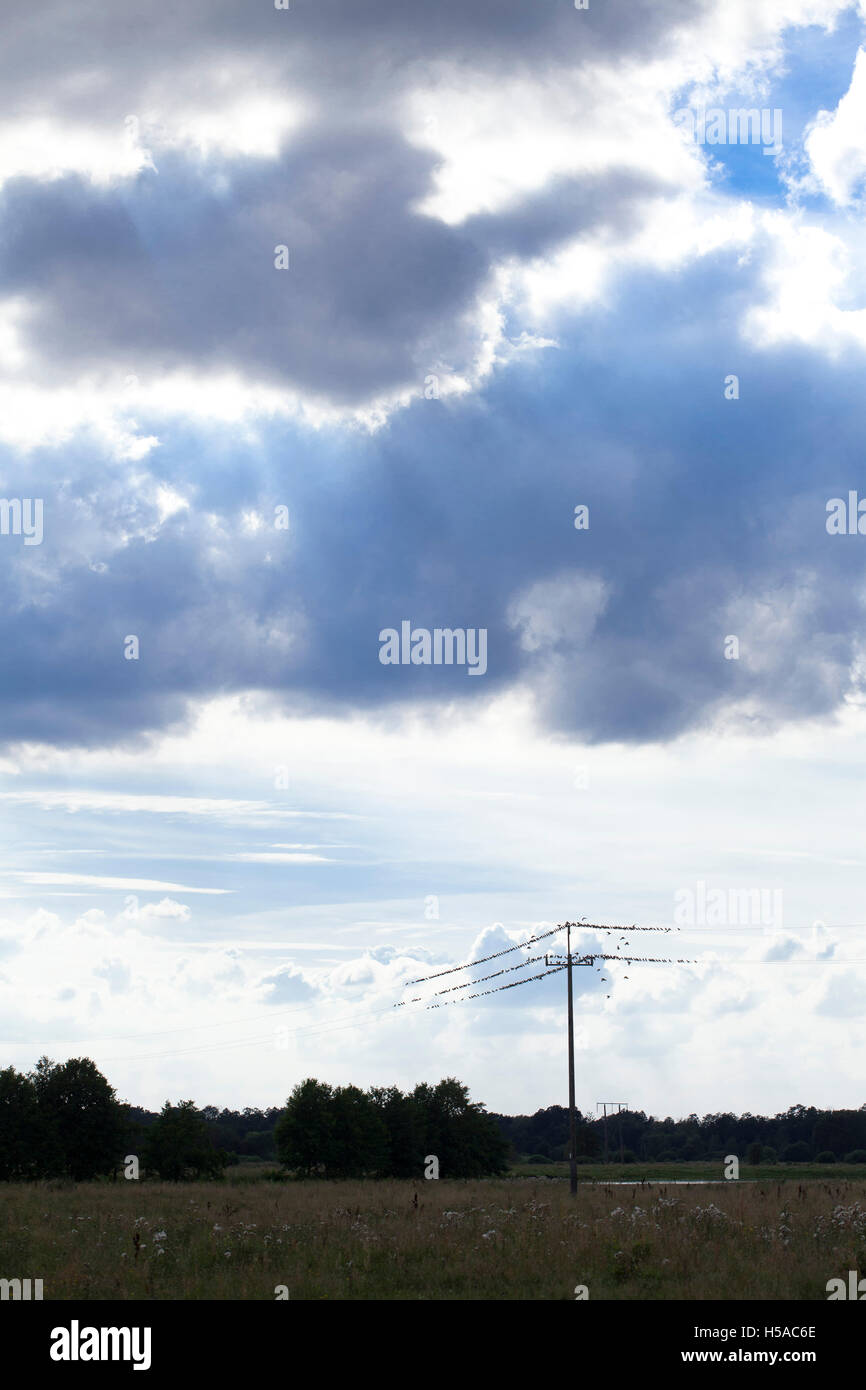 beautiful landscape with blue sky and white clouds, electric pole, birds on the wires Stock Photo