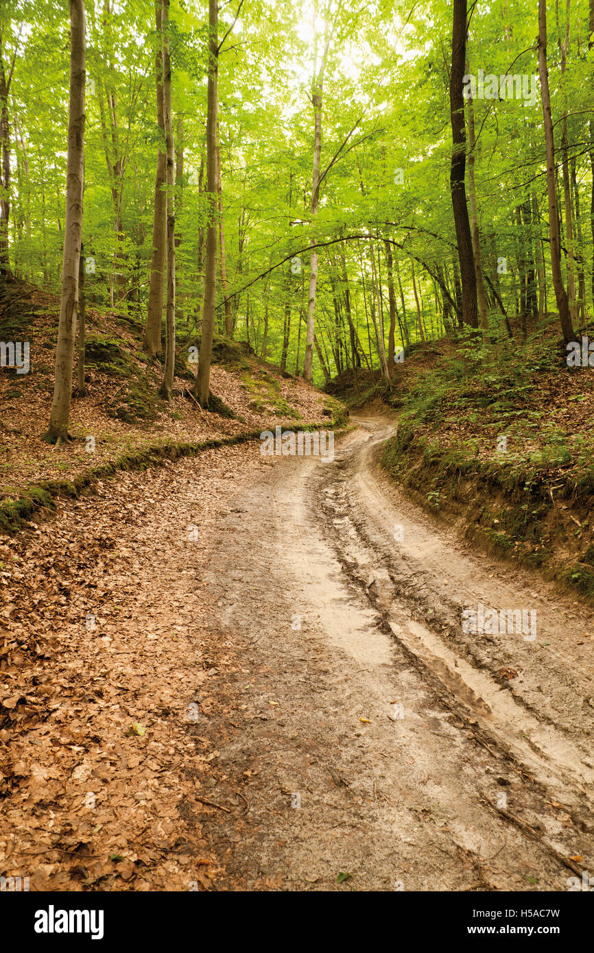 Loess ravine in Roztocze, Poland or sandy winding road in forest Stock Photo