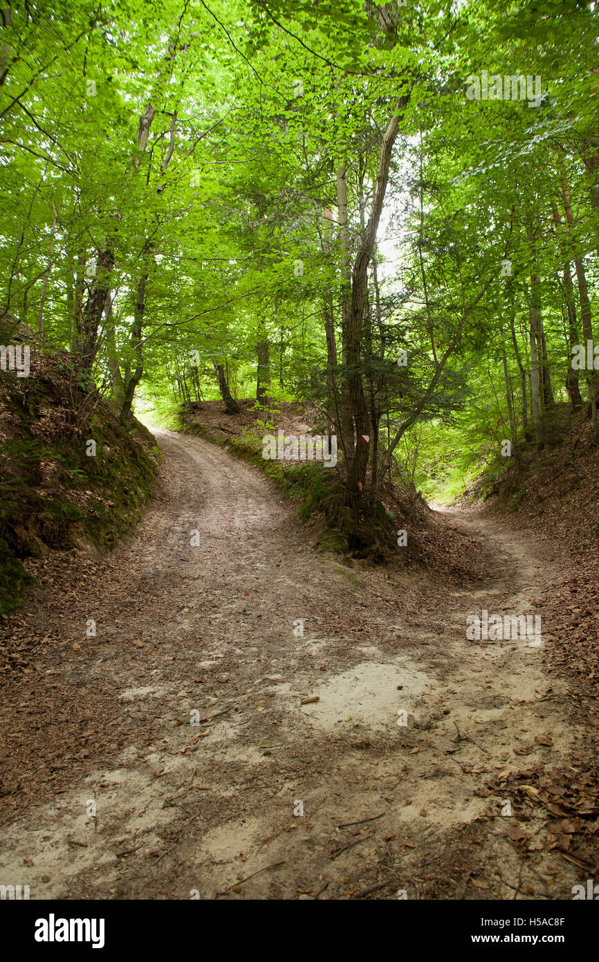 Loess ravine in Roztocze, Poland or two sandy roads in forest Stock Photo