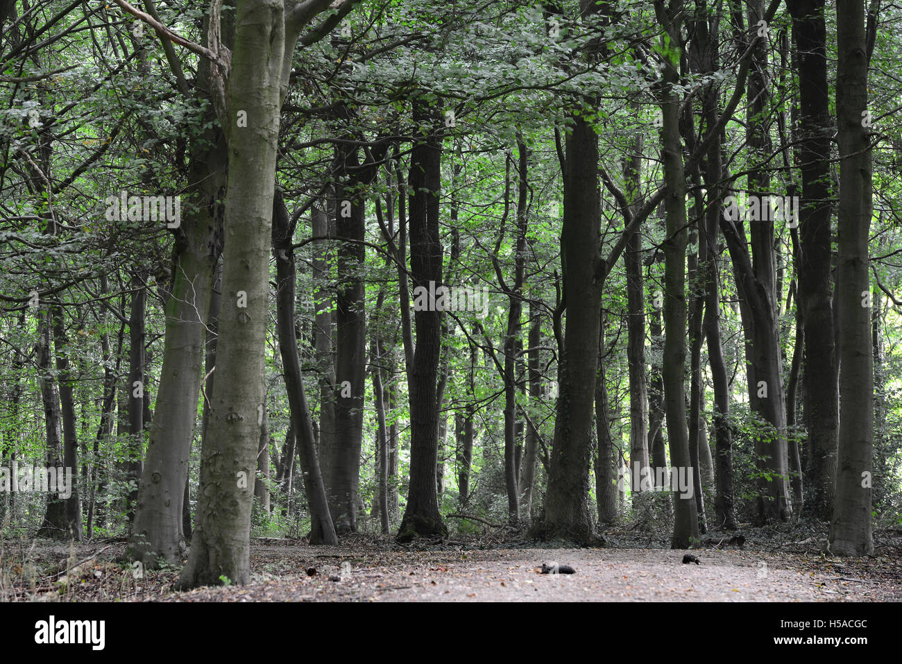 Bishop's Wood, Tring Park, Hertfordshire, UK Stock Photo