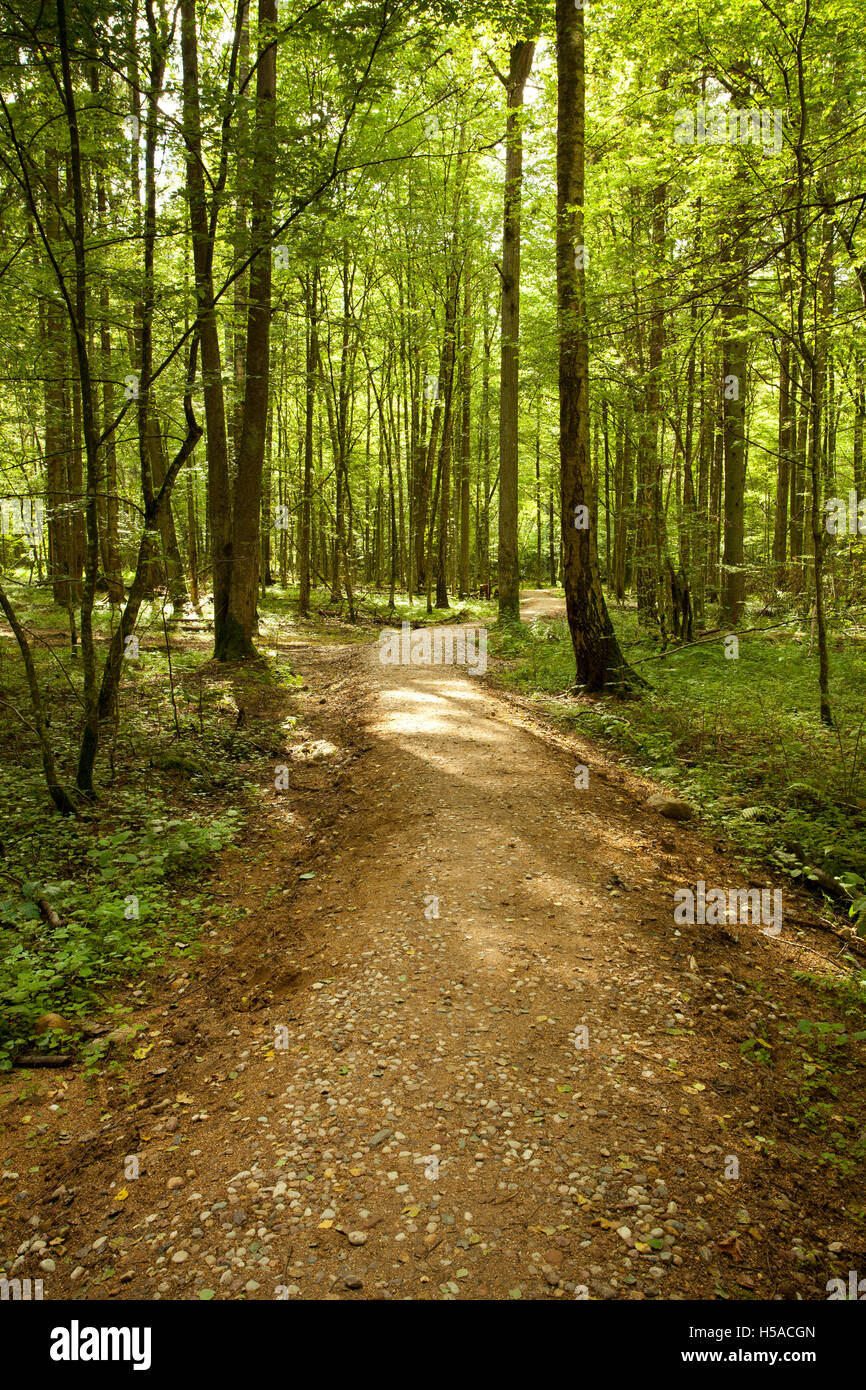 winding pathway in green forest, way among trees Stock Photo