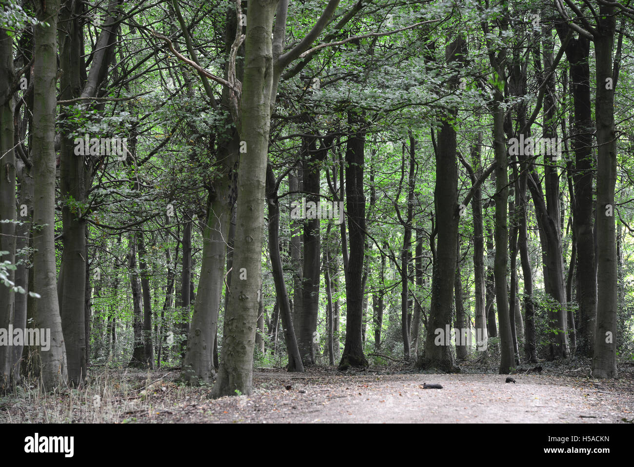 Wood, Tring Park, Hertfordshire, UK Stock Photo Alamy