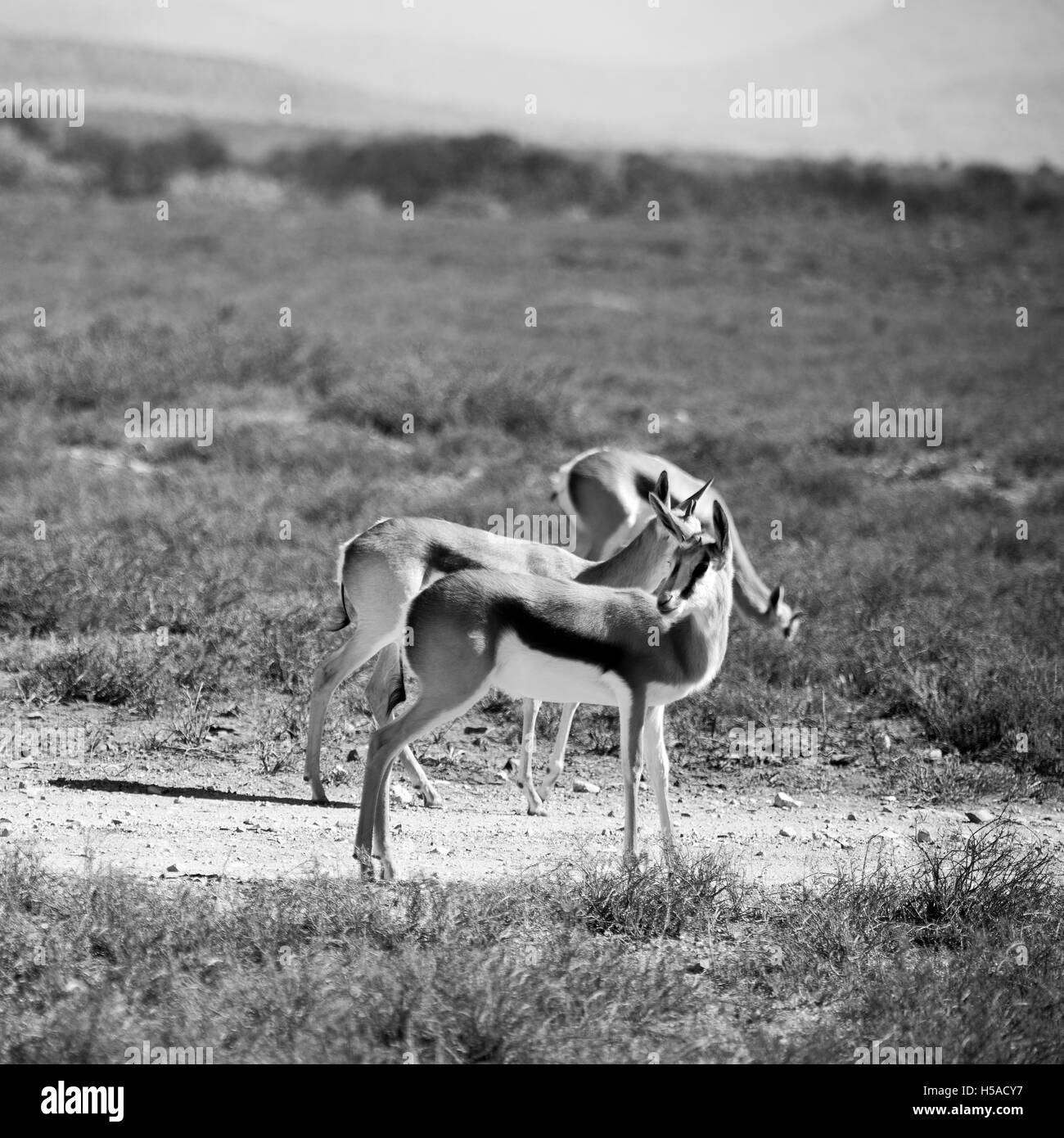 Parck animal hi-res stock photography and images - Alamy