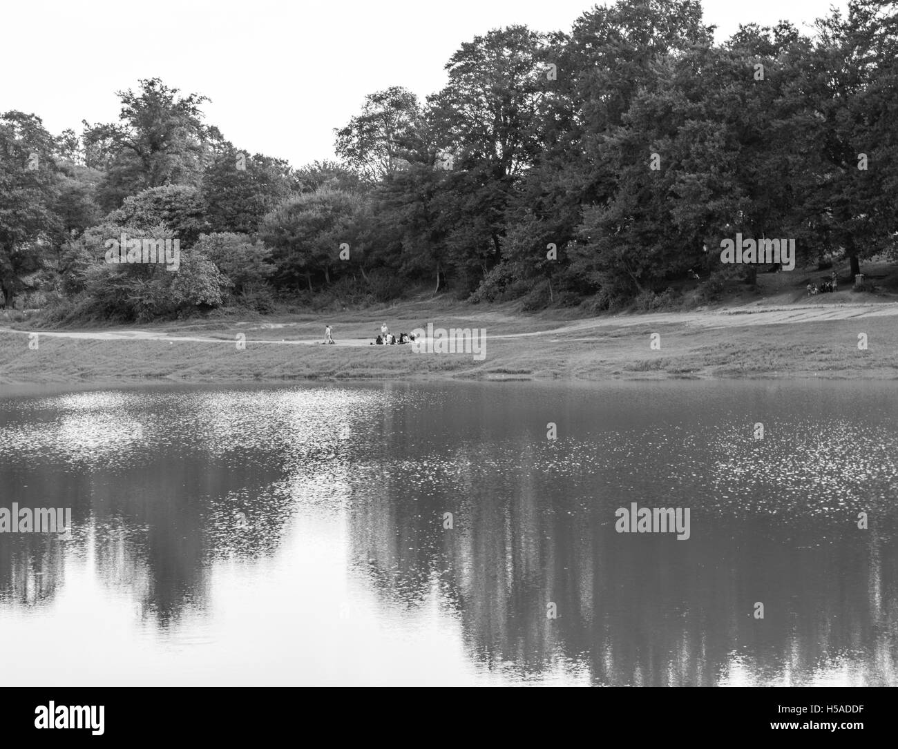 Jungle lake Black and White Stock Photos & Images - Alamy