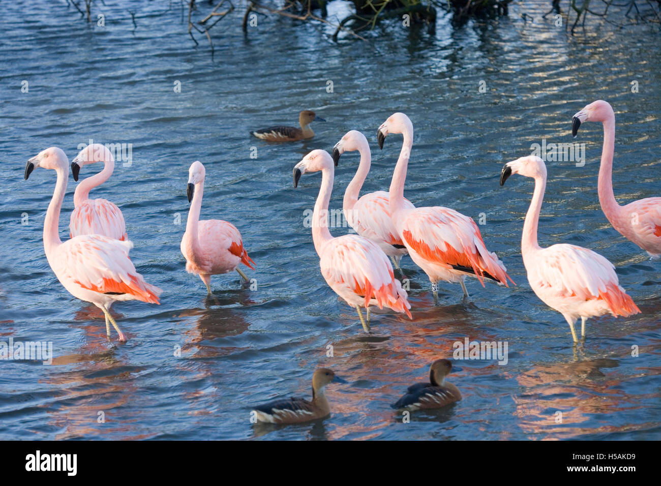 Chilean Flamingos (Phoenicopterus chilensis). Adult birds standing in shallow water. Fulvous Whistling Ducks (Dendrocygna bicolo Stock Photo