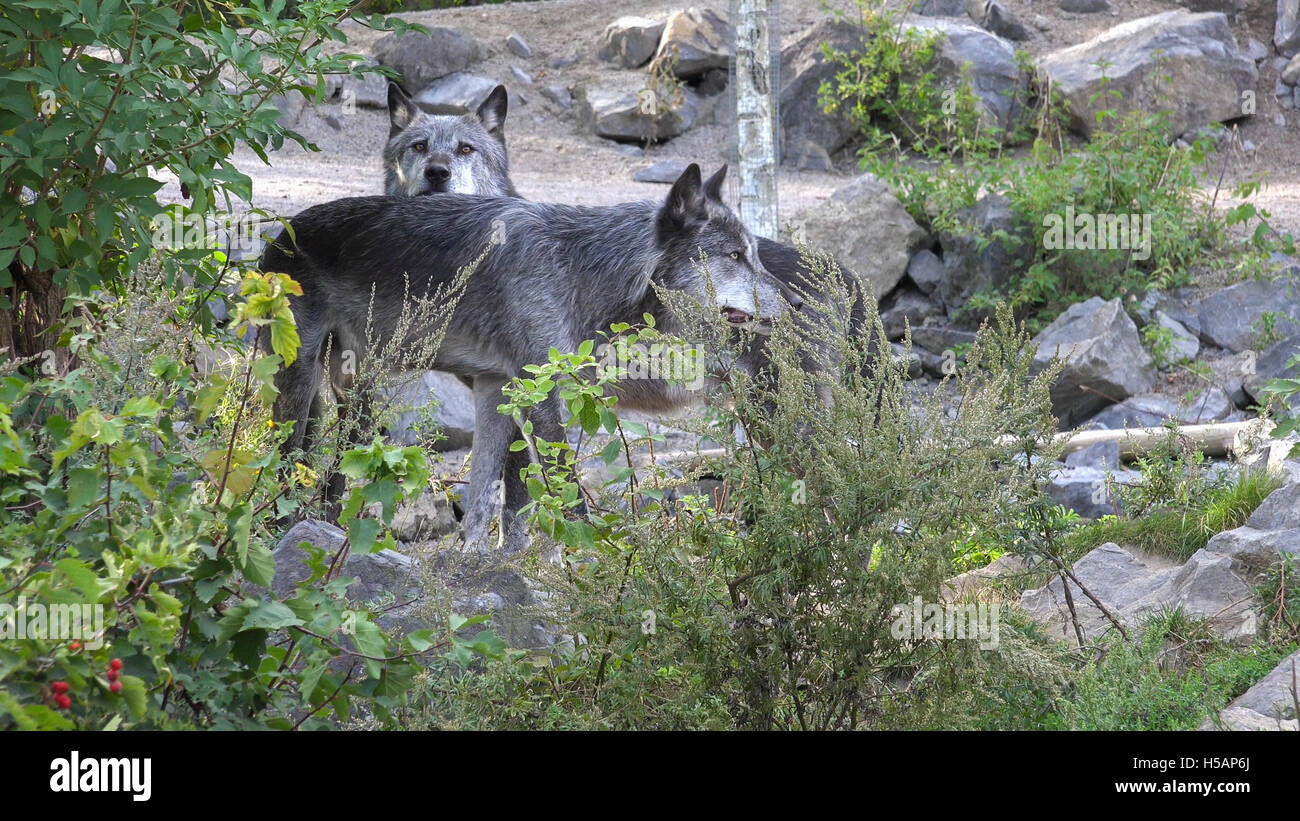Mackenzie Valley Wolves Stock Photos & Mackenzie Valley Wolves Stock